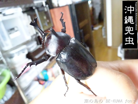 ▼2014年 & 思い出の採集個体 & 思い出の飼育個体