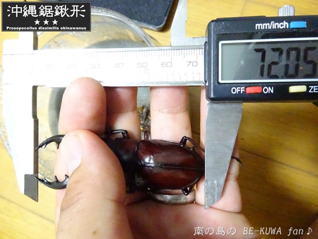 ▼2014年 & 思い出の採集個体 & 思い出の飼育個体