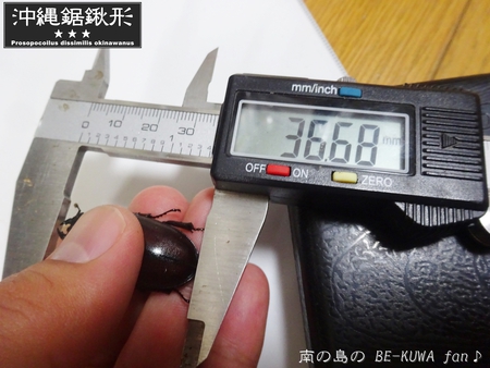 ▼2014年 & 思い出の採集個体 & 思い出の飼育個体