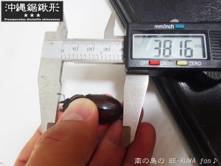 ▼2014年 & 思い出の採集個体 & 思い出の飼育個体