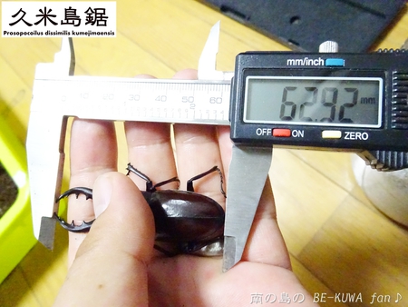 ▼2014年 & 思い出の採集個体 & 思い出の飼育個体