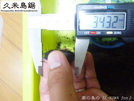 ▼2014年 & 思い出の採集個体 & 思い出の飼育個体