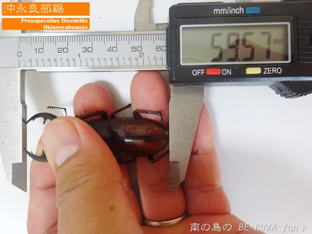 ▼2014年 & 思い出の採集個体 & 思い出の飼育個体