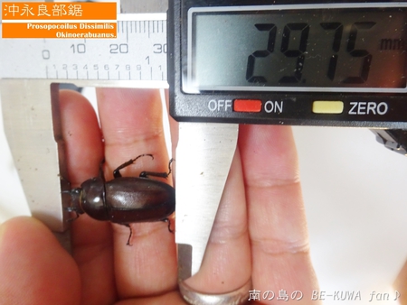 ▼2014年 & 思い出の採集個体 & 思い出の飼育個体