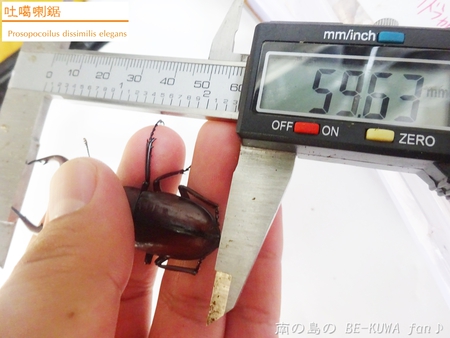 ▼2014年 & 思い出の採集個体 & 思い出の飼育個体