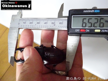 ▼2014年 & 思い出の採集個体 & 思い出の飼育個体