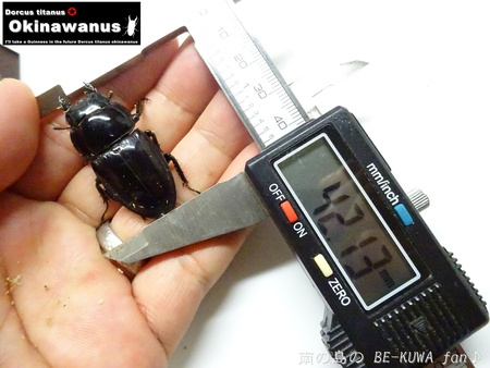 ▼2014年 & 思い出の採集個体 & 思い出の飼育個体