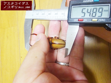 ▼2014年 & 思い出の採集個体 & 思い出の飼育個体