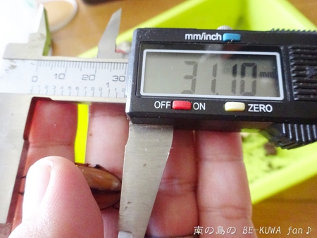 ▼2014年 & 思い出の採集個体 & 思い出の飼育個体