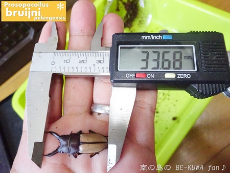 ▼2014年 & 思い出の採集個体 & 思い出の飼育個体