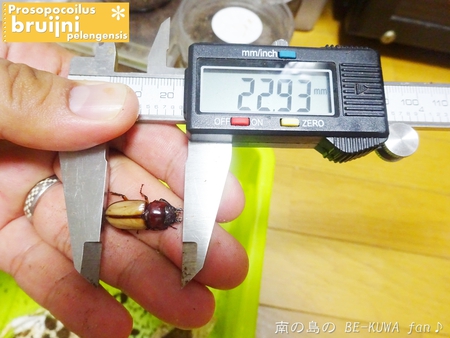 ▼2014年 & 思い出の採集個体 & 思い出の飼育個体