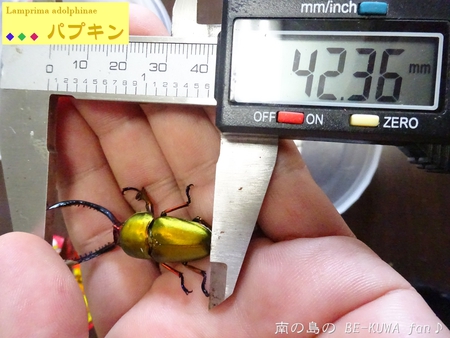 ▼2014年 & 思い出の採集個体 & 思い出の飼育個体
