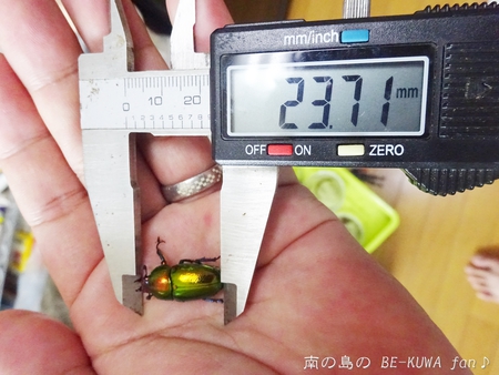 ▼2014年 & 思い出の採集個体 & 思い出の飼育個体