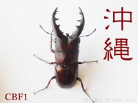 ●2015目標 &  2014オキノコ & アンテ & アマノコ & 石垣 2015/01/18 23:50:00