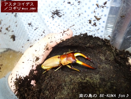 ●奄美ヒラタ & タランドゥス & アスタコ &　ニジイロ標本