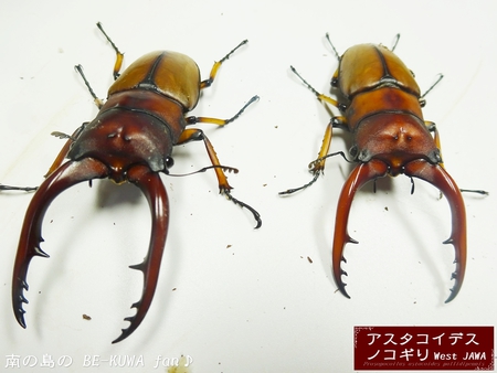 ●アスタコ(ジャワ) & 戴きもの & オキマル・オキノコ & 標本