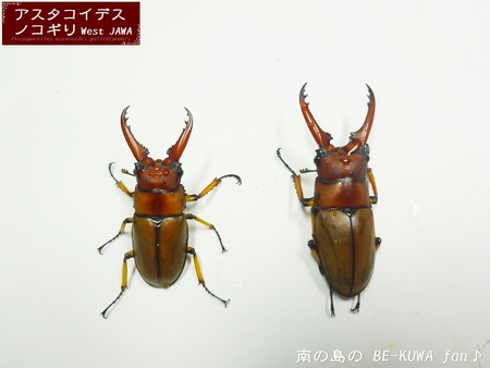 ●アスタコ(ジャワ) & 戴きもの & オキマル・オキノコ & 標本