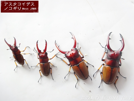 ●アスタコ(ジャワ) & 戴きもの & オキマル・オキノコ & 標本