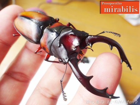 ●ミラビリス & ビン換え & アマノコ早期羽化 & パラドクサス