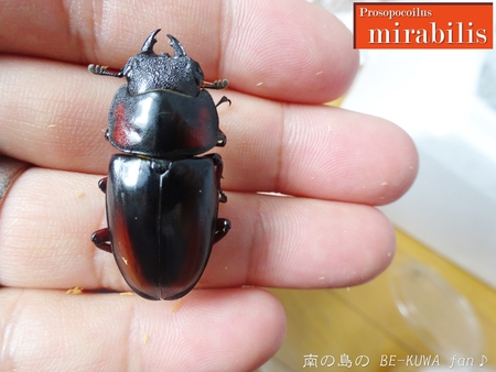 ●ミラビリス & ビン換え & アマノコ早期羽化 & パラドクサス