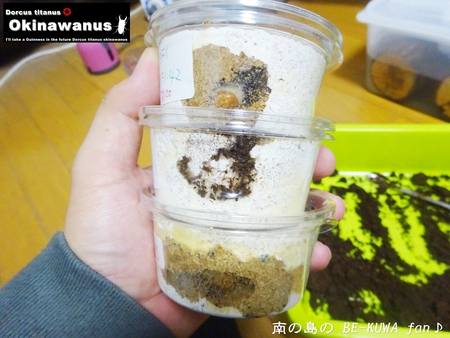 ●ミラビリス & ビン換え & アマノコ早期羽化 & パラドクサス