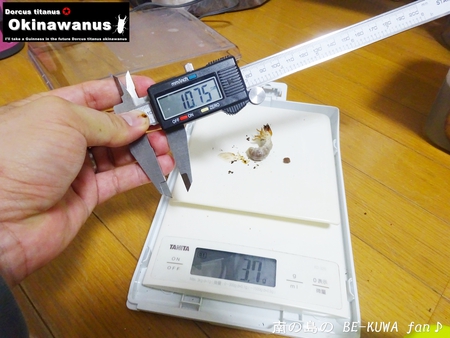 ●ミラビリス & ビン換え & アマノコ早期羽化 & パラドクサス