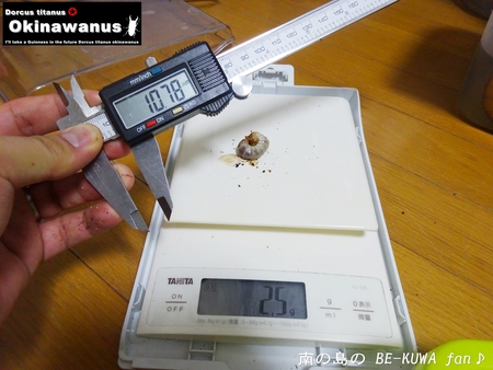 ●ミラビリス & ビン換え & アマノコ早期羽化 & パラドクサス