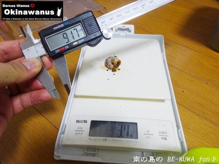 ●ミラビリス & ビン換え & アマノコ早期羽化 & パラドクサス