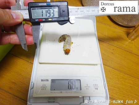 ●ミラビリス & ビン換え & アマノコ早期羽化 & パラドクサス