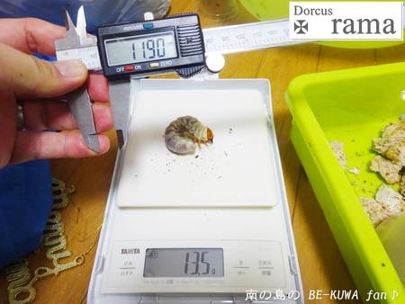 ●ミラビリス & ビン換え & アマノコ早期羽化 & パラドクサス