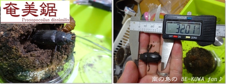●ミラビリス & ビン換え & アマノコ早期羽化 & パラドクサス