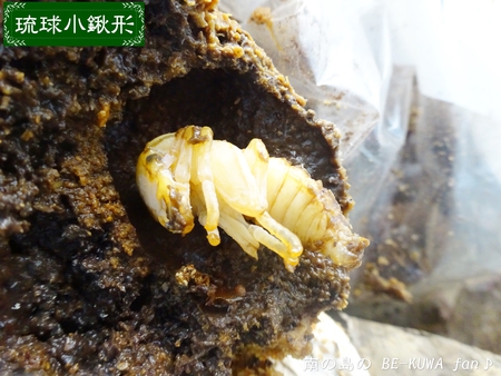●ミラビリス & ビン換え & アマノコ早期羽化 & パラドクサス