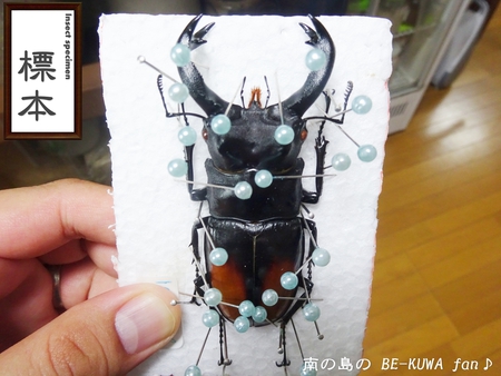 ●ミラビリス & ビン換え & アマノコ早期羽化 & パラドクサス