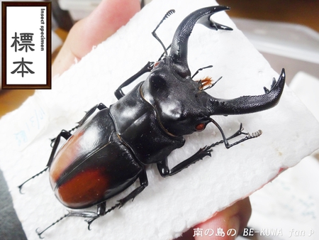 ●ミラビリス & ビン換え & アマノコ早期羽化 & パラドクサス
