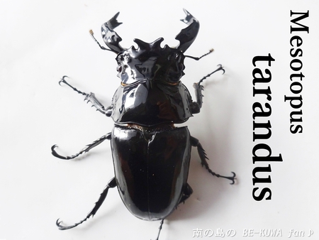 ●タランドゥス & ヘラヘラ♀羽化 & ビン交換色々 & オキカブ