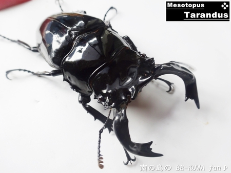 ●タランドゥス & ヘラヘラ♀羽化 & ビン交換色々 & オキカブ