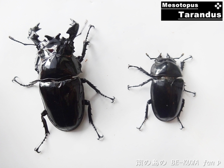 ●タランドゥス & ヘラヘラ♀羽化 & ビン交換色々 & オキカブ