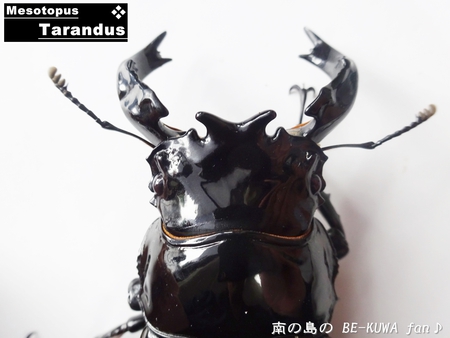 ●タランドゥス & ヘラヘラ♀羽化 & ビン交換色々 & オキカブ