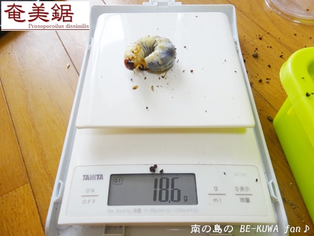 ●タランドゥス & ヘラヘラ♀羽化 & ビン交換色々 & オキカブ