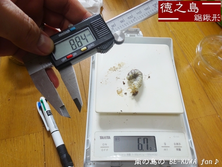 ●タランドゥス & ヘラヘラ♀羽化 & ビン交換色々 & オキカブ