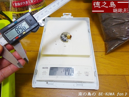 ●タランドゥス & ヘラヘラ♀羽化 & ビン交換色々 & オキカブ