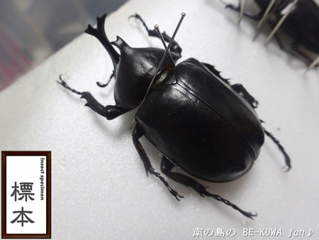 ●タランドゥス & ヘラヘラ♀羽化 & ビン交換色々 & オキカブ