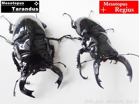 ●レギウスオオツヤ & ビン交換等色々 &　羽化 & 標本