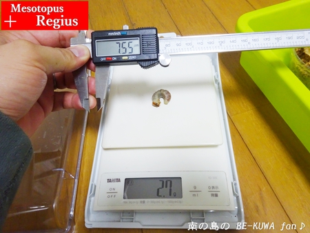 ●レギウスオオツヤ & ビン交換等色々 &　羽化 & 標本