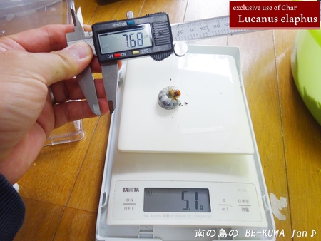 ●レギウスオオツヤ & ビン交換等色々 &　羽化 & 標本