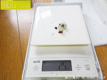 ●レギウスオオツヤ & ビン交換等色々 &　羽化 & 標本