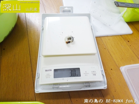●レギウスオオツヤ & ビン交換等色々 &　羽化 & 標本