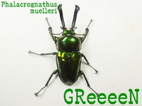 ●GReeen & ヘラクレス & アマノコ♀ & アマノコ標本 2015/03/22 23:30:00