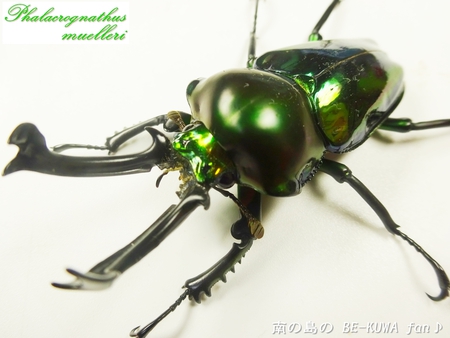 ●GReeen & ヘラクレス & アマノコ♀ & アマノコ標本