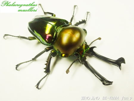 ●GReeen & ヘラクレス & アマノコ♀ & アマノコ標本